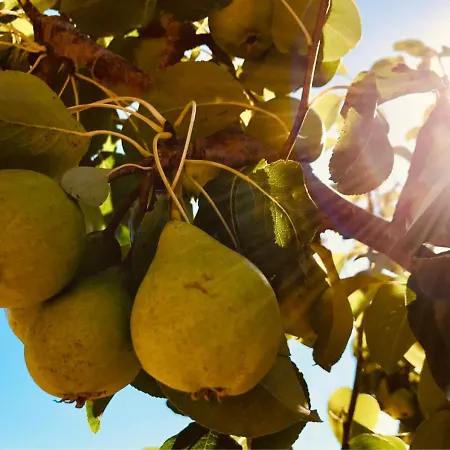 Pomar Da Choca Дом отдыха Аленкер