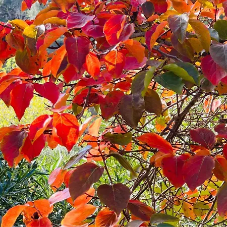 Дом отдыха Pomar Da Choca