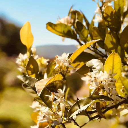 Pomar Da Choca Дом отдыха Аленкер