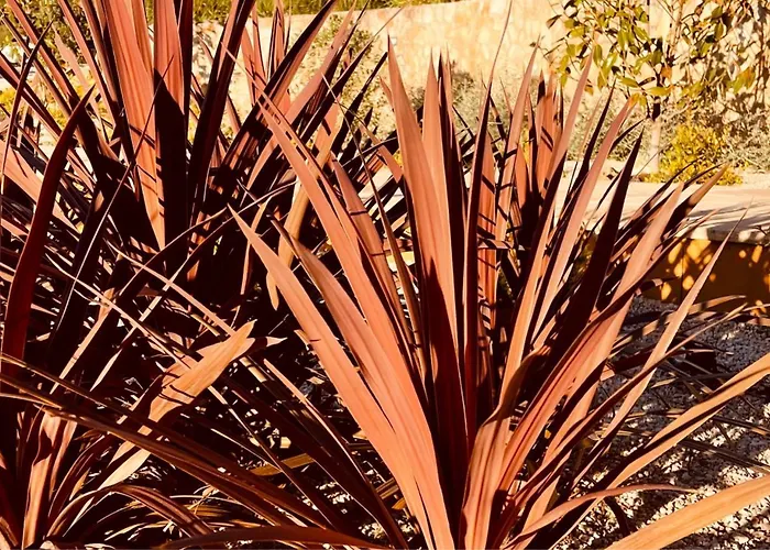 Pomar Da Choca * 阿伦克尔