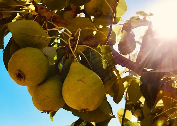 Pomar Da Choca 度假居 阿伦克尔