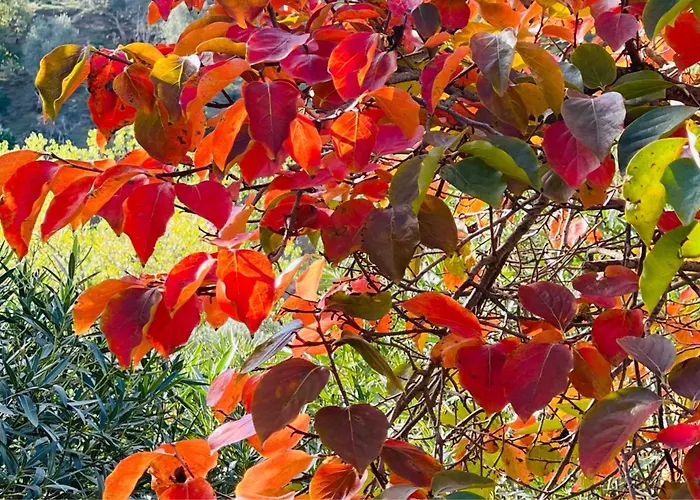 度假居 Pomar Da Choca