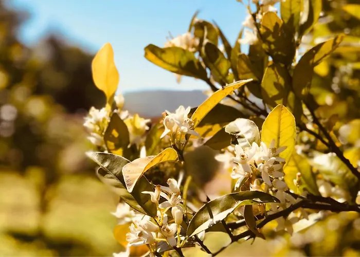 Pomar Da Choca 度假居 阿伦克尔